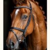 Brun Hingst Roosmark Collection 70X100 (2) Häst Fux Poster – Alla posters Roosmark av Caroline Roosmark