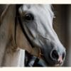 Lipizzaner Häst i närbild CRC Lipizzaner Hingst Poster – Alla posters Roosmark av Caroline Roosmark