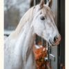Vit Ponny Poster – Alla posters Roosmark av Caroline Roosmark