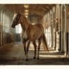 Lipizzaner Hingst Poster – Alla posters Roosmark av Caroline Roosmark