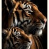 TIger med unge CR (5) Tigermamma med unge Färgposter – Alla posters Roosmark av Caroline Roosmark