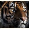 Tiger Bengali striped Tiger Bengali Striped Färgposter – Alla posters Roosmark av Caroline Roosmark