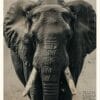 Afrikansk Elefant CRC Afrikansk Elefant Svartvit Poster – Alla posters Roosmark av Caroline Roosmark