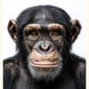 Chimpans CRC Schimpans Poster – Alla posters Roosmark av Caroline Roosmark