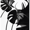 Monstera i svart och grått Poster Monstera svartvit Poster – Alla posters Roosmark av Caroline Roosmark