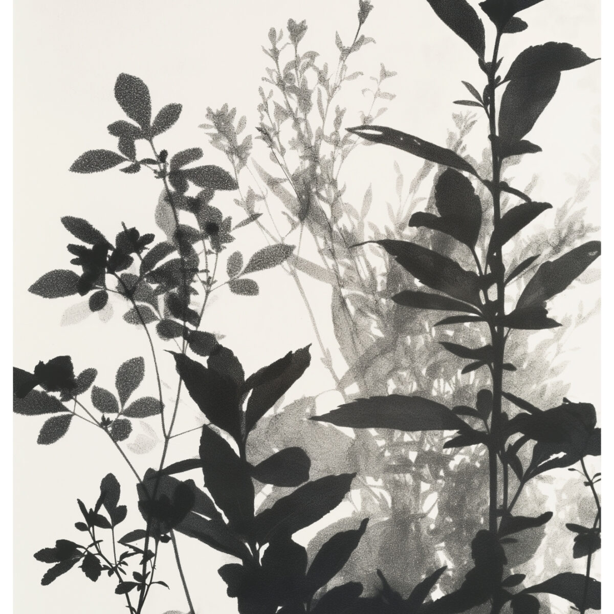 Oregano Svartvit Akvarellmålning Poster