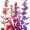 Asiatisk salvia Roosmark AI Collection Asiatisk Salvia Poster – Alla posters Roosmark av Caroline Roosmark