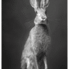 Fotorealism Hare Svartvit Poster – Alla posters Roosmark av Caroline Roosmark