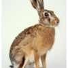 Hare i studion © Roosmark AI Collection Hare i studion Poster – Alla posters Roosmark av Caroline Roosmark