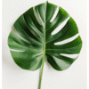 Monstera Blad Roosmark AI Collection Monstera Blad Poster – Alla posters Roosmark av Caroline Roosmark