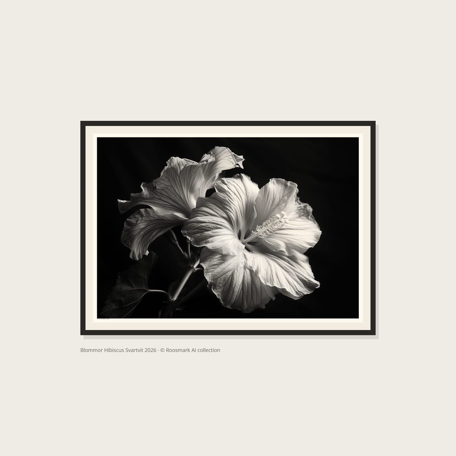 Hibiscus AI-Collection Roosmark Blommor Hibiscus Svartvit Poster – Alla posters Roosmark av Caroline Roosmark
