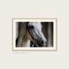 Lipizzaner Hingst – poster i ram på vägg Lipizzaner Hingst poster i ram på vägg