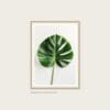 Monstera Blad – poster i ram på vägg Monstera Blad poster i ram på vägg