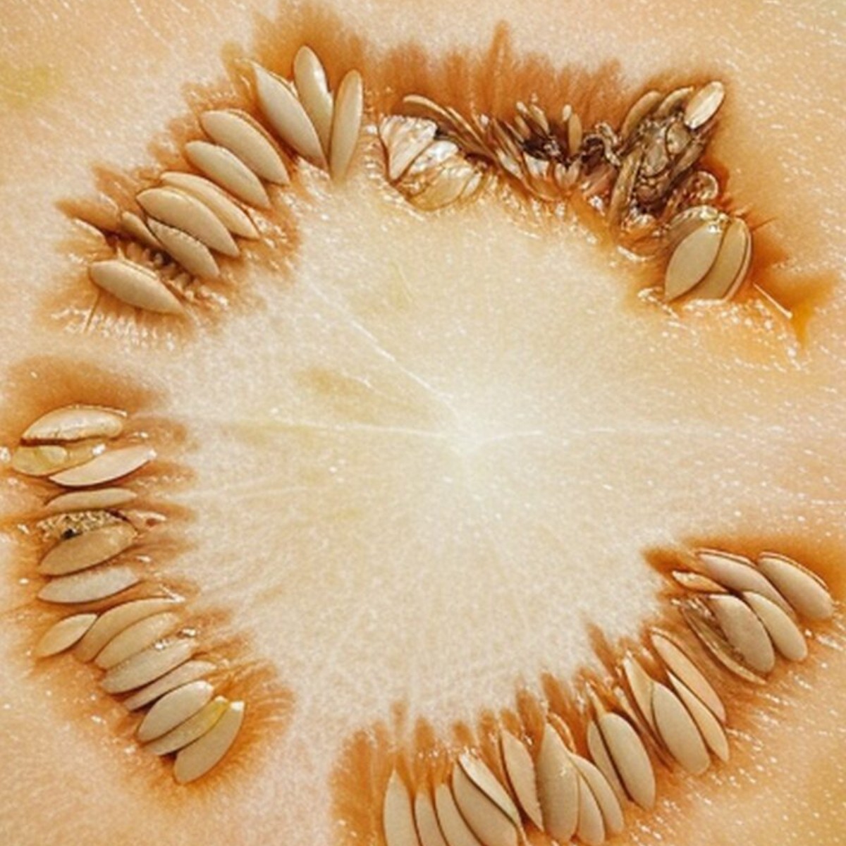 Melon detaljbild