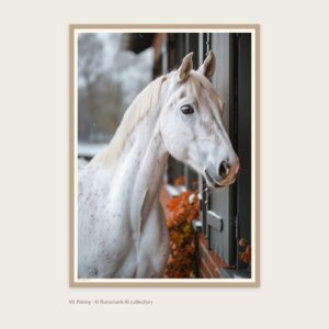 Vit Ponny Poster – AI-posters av Caroline Roosmark